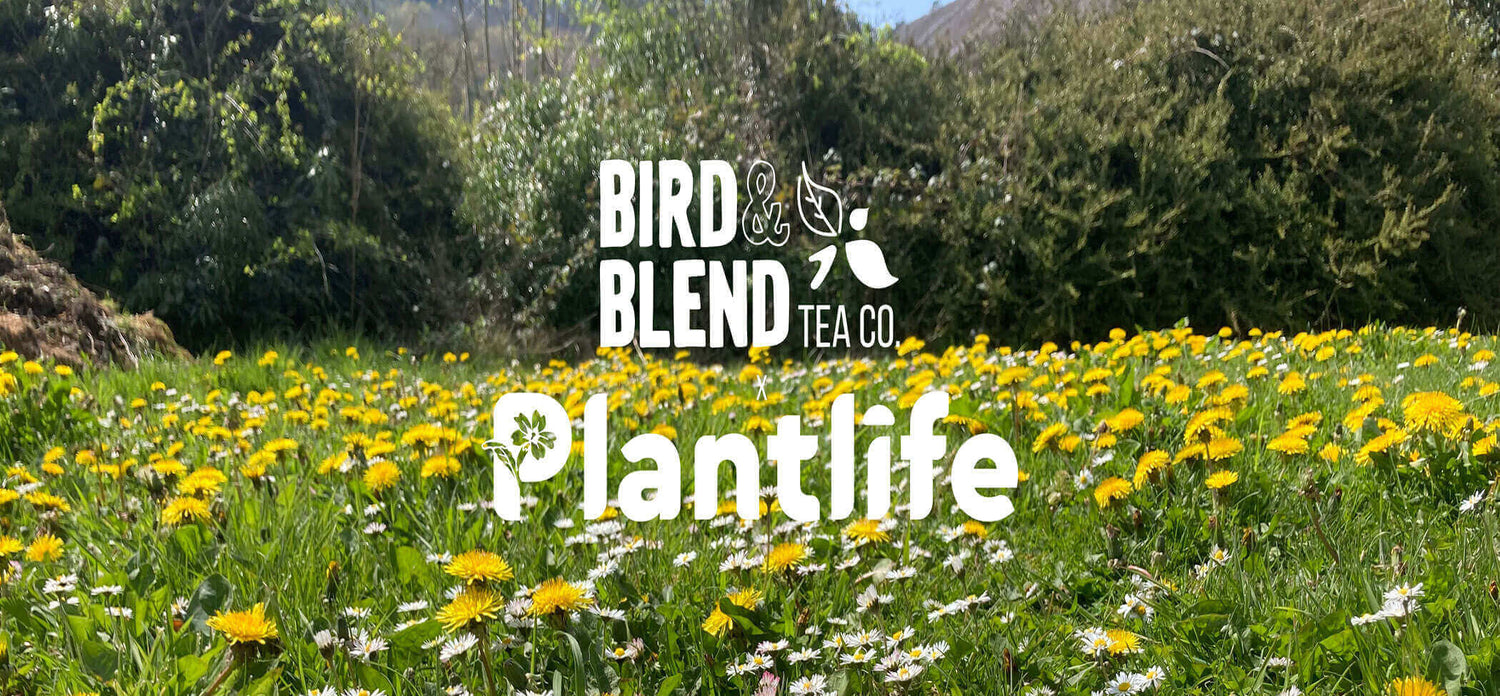 Bird & Blend Plantlife trees, grass, daisy & dandelions