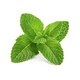 Spearmint