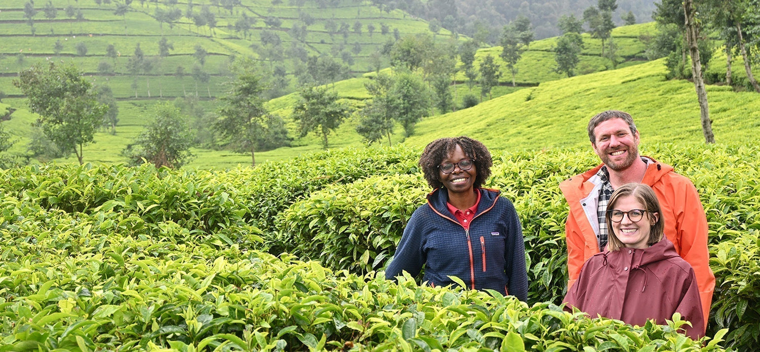 Head of tea, Managing Director and brand director in a green tea leaf field in Africa