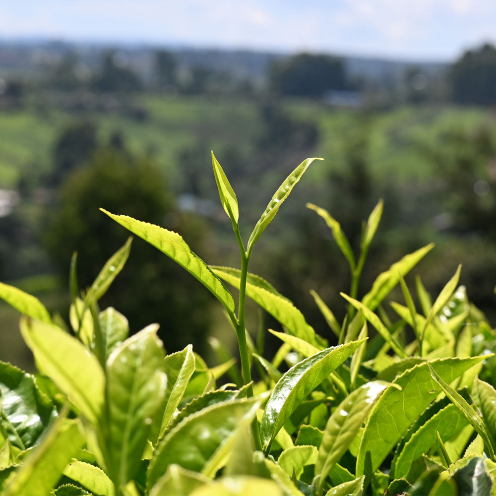 tea leaf lose up in rawanda