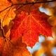 maple flavour profile