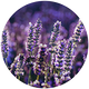 lavendar